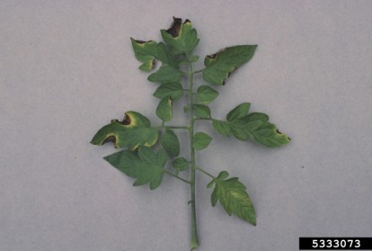 Bacterial canker second image .jpg